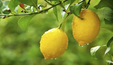 Close up of fresh  lemon on a tree with water dropes on it.